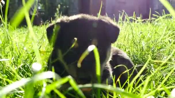 Kříženec štěně na trávě — Stock video