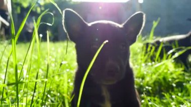 çimenlerin üzerinde melez köpek yavrusu