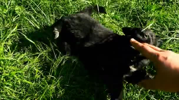 Cachorro mestizo jugar con la mano — Vídeo de stock