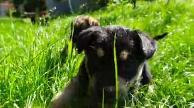 çimenlerin üzerinde melez köpek yavrusu