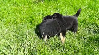 çimenlerin üzerinde melez köpek yavrusu