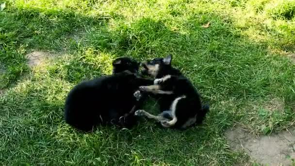 Cachorro mestizo en la hierba — Vídeos de Stock