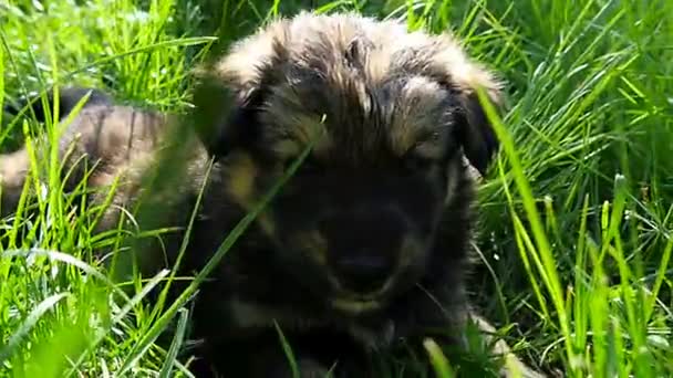 Chiot bâtard sur l'herbe — Video