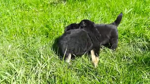 Cachorro mestizo en la hierba — Vídeos de Stock