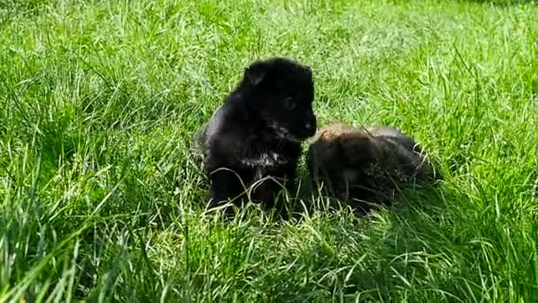 Chiot bâtard sur l'herbe — Video