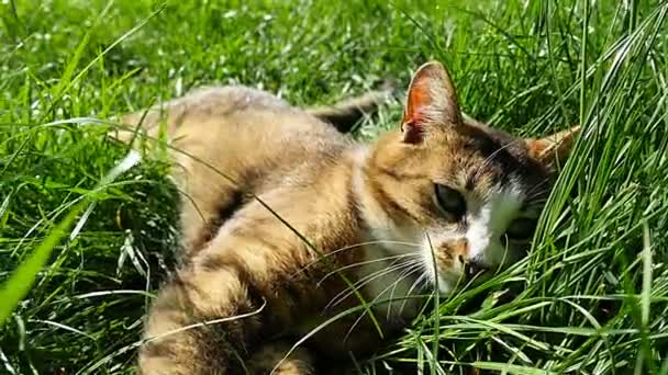 Deitado na grama relaxar jogando gato — Vídeo de Stock