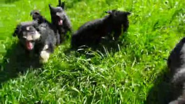 çimenlerin üzerinde melez köpek yavrusu