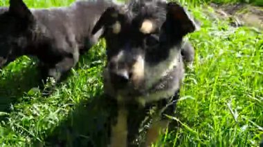 çimenlerin üzerinde melez köpek yavrusu