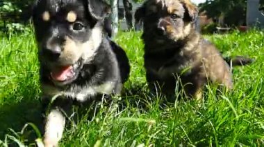 çimenlerin üzerinde melez köpek yavrusu