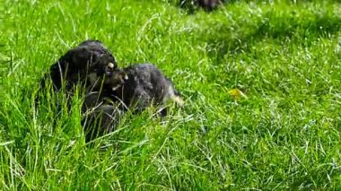 çimenlerin üzerinde melez köpek yavrusu