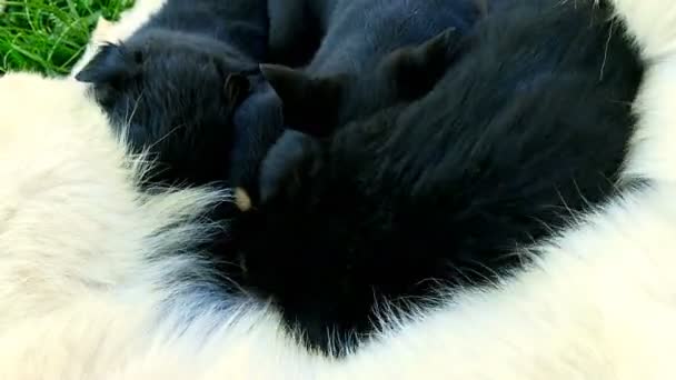 Kleine Welpen säugen ihre Mutter, neugeborene Hunde füttern — Stockvideo