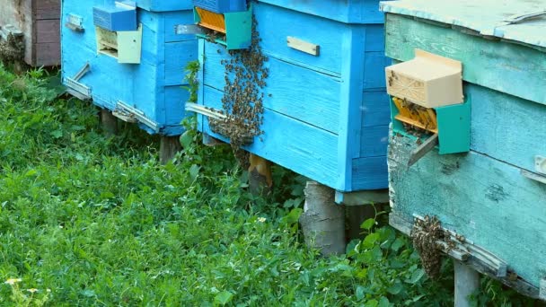 Méhek repülnek a kaptár bejáratnál hozza pollen — Stock videók