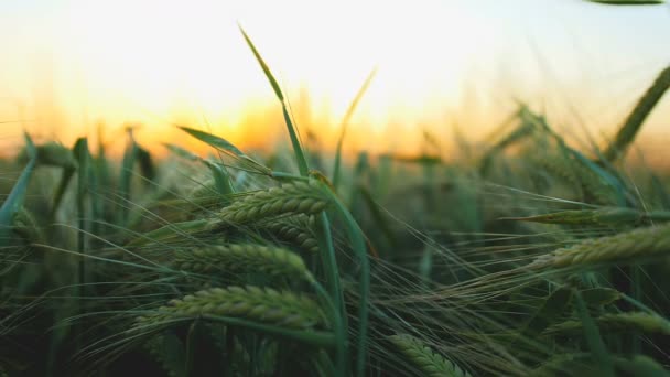 夕暮れ時の麦畑 — ストック動画