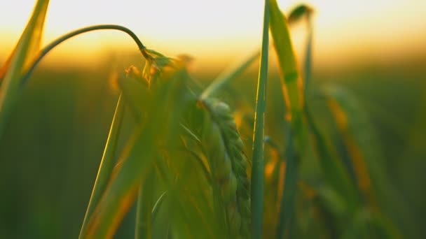 Tarweveld bij zonsondergang — Stockvideo