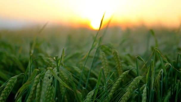 Campo de trigo ao pôr do sol — Vídeo de Stock