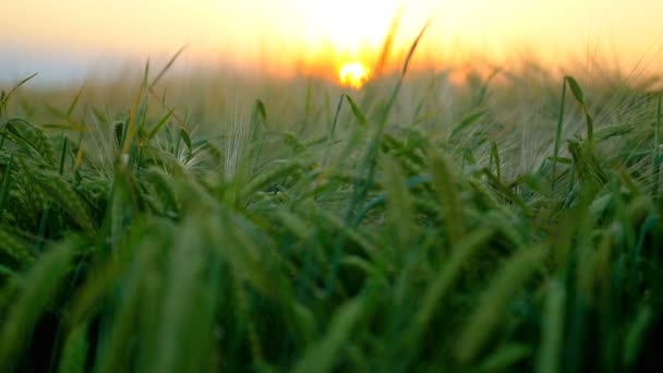 Champ de blé au coucher du soleil — Video