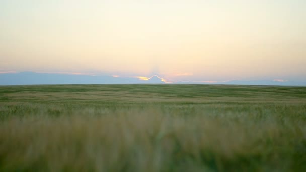 Champ de blé au coucher du soleil — Video