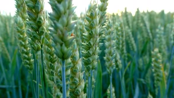 Пшеничное поле на рассвете — стоковое видео