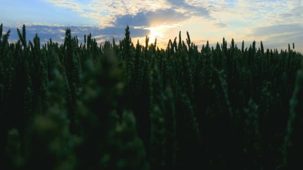 Пшеничне поле на світанку — стокове відео