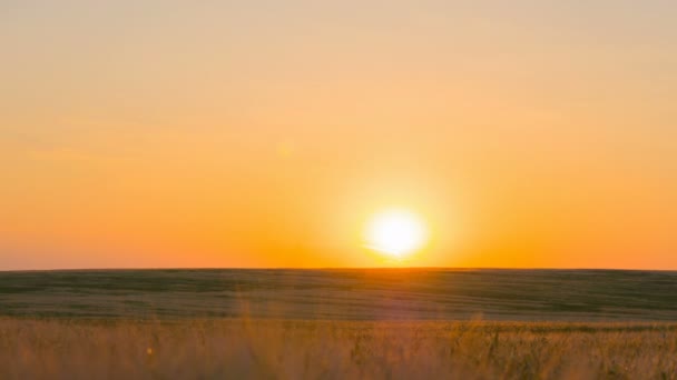 Campo de trigo ao pôr do sol — Vídeo de Stock