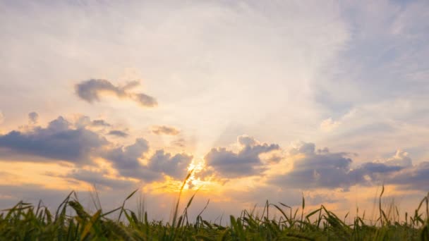 曇りの日当たりの良い夏の畑 — ストック動画