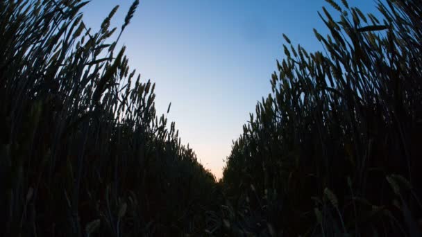 Orejas de trigo amanecer — Vídeos de Stock