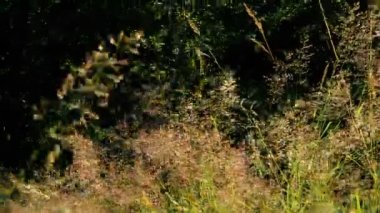 Yakın çekim bir ormanda günbatımı, gündoğumu de akşam parlayan güneş ile çimen