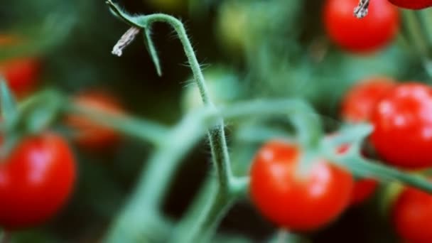 Cherry tomato brunch — Stok Video