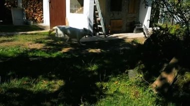 Otların arasında çalışan köpek