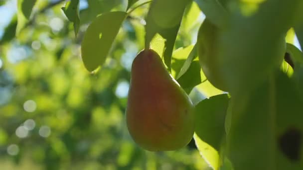 PEAR opknoping op de boom. — Stockvideo