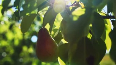 Armut ağaç üzerinde asılı.