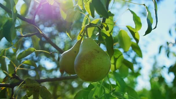 Pear hanging on the tree. — Stock Video