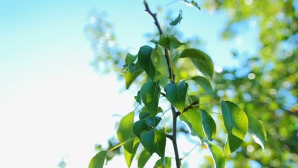 PEAR opknoping op de boom. — Stockvideo