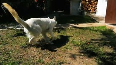 Otların arasında çalışan köpek