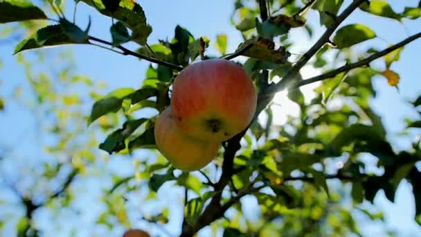 Manzana roja colgando de un árbol. — Vídeo de stock