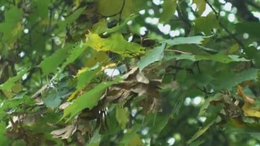 Düşen maples yaprakları karşı orman arka plan bulanıklık