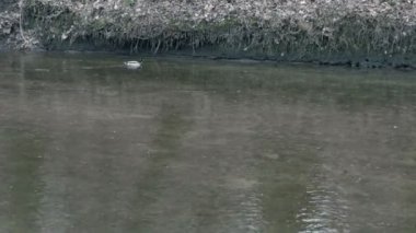 Nehri üzerinde yüzen ördek