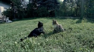 İki kedi oyun, atlama