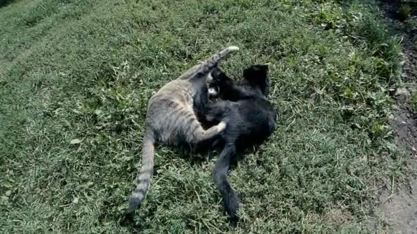 Deux chats jouent, sautant 