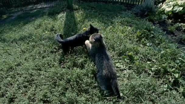 Twee katten spelen, springen — Stockvideo