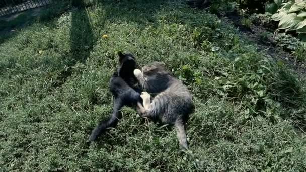 Deux chats jouent, sautant 