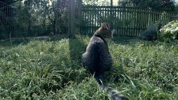 Dois gatos brincam, saltando — Vídeo de Stock