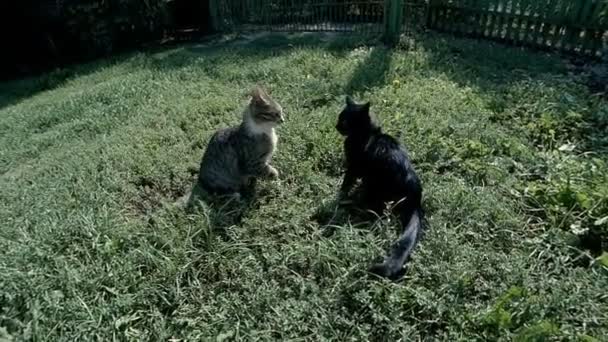 Dos gatos juegan, saltando — Vídeos de Stock