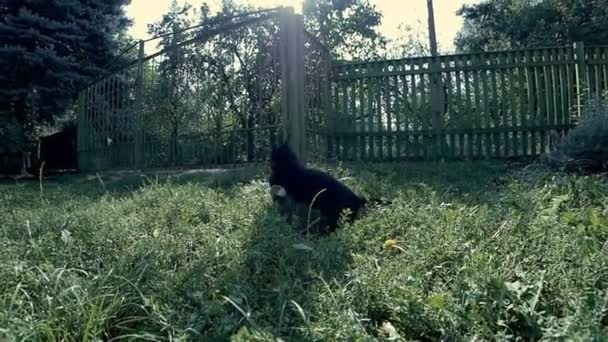 Deux chats jouent, sautant 