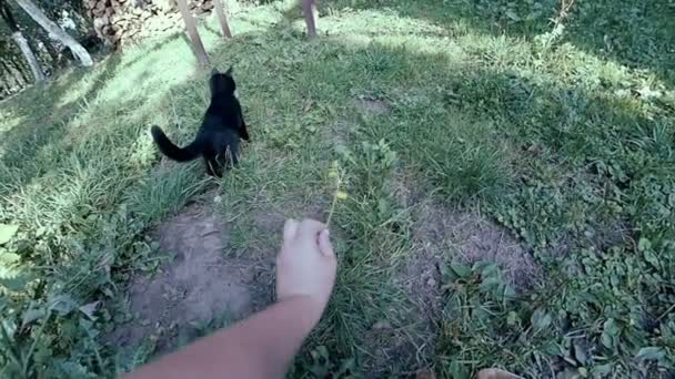 Gato jugar con flor — Vídeos de Stock