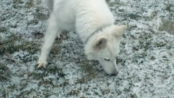 White Shepherd sökningar — Stockvideo