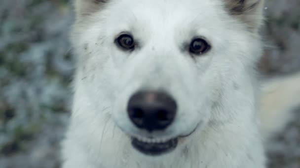 Swiss Shepherd Dog close-up — Stock Video