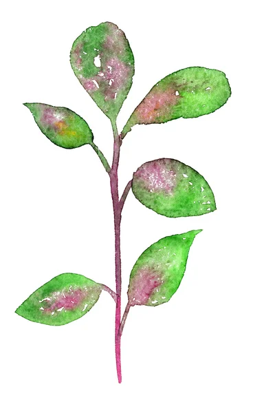 Junger Baum sprießt mit grün-rosa Blättern — Stockfoto