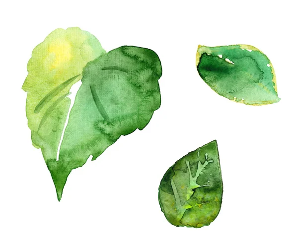 Three watercolor picturesque  leaves — Stock Photo, Image