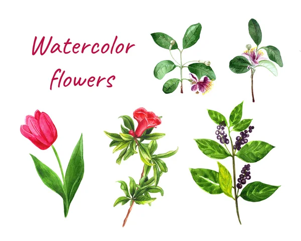 Aquarel set van bloemen met granaatappel, Feijoa, tulp, bessen. Handgeschilderde ontwerpelementen voor kaart, uitnodiging, bruiloft. Botanische illustratie. — Stockfoto